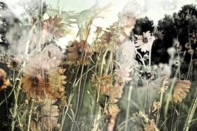 Pale Orange & Pink by ann bellanti